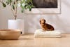 Saatva Dog Bed front model